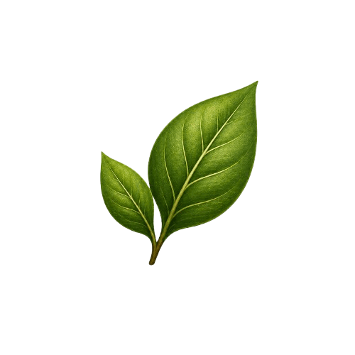 https://mlqhmtc6rlck.i.optimole.com/cb:KpdF.954/w:500/h:500/q:mauto/f:best/https://nature54.com/wp-content/uploads/2026/04/homeicon1.webp